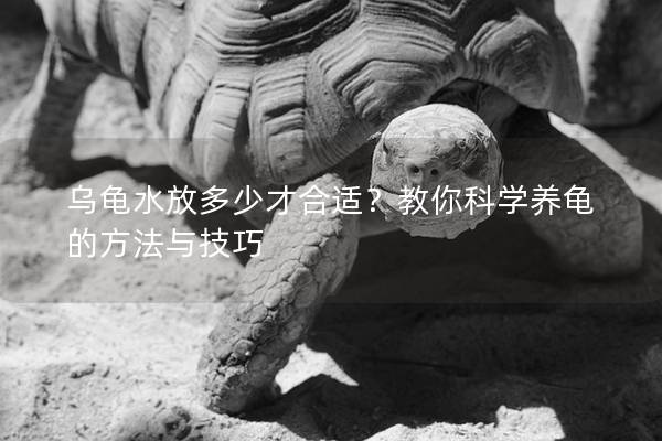 乌龟水放多少才合适？教你科学养龟的方法与技巧