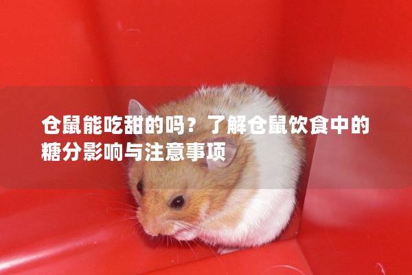 仓鼠能吃甜的吗？了解仓鼠饮食中的糖分影响与注意事项