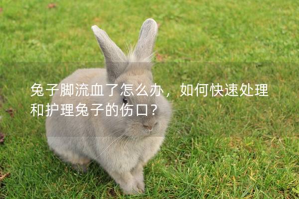 兔子脚流血了怎么办，如何快速处理和护理兔子的伤口？
