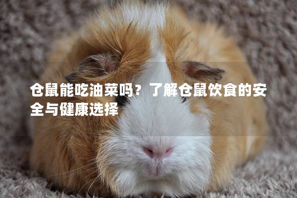 仓鼠能吃油菜吗？了解仓鼠饮食的安全与健康选择