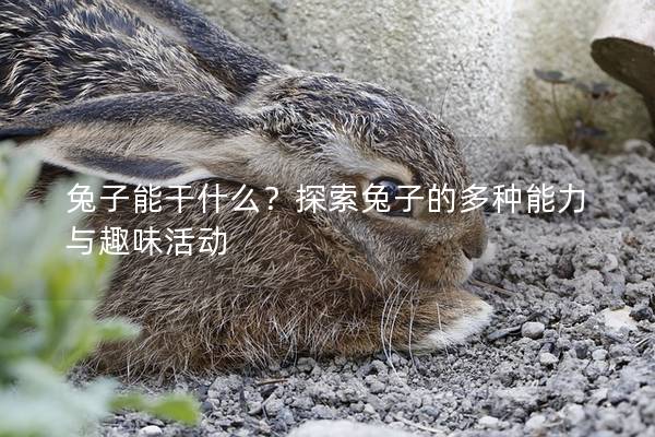 兔子能干什么？探索兔子的多种能力与趣味活动