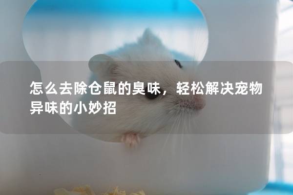 怎么去除仓鼠的臭味，轻松解决宠物异味的小妙招