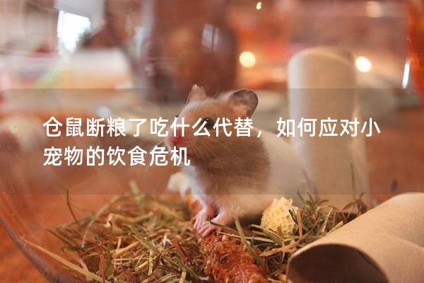 仓鼠断粮了吃什么代替，如何应对小宠物的饮食危机