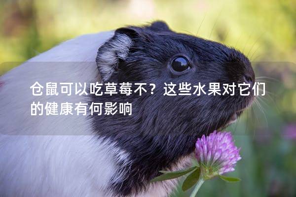 仓鼠可以吃草莓不？这些水果对它们的健康有何影响