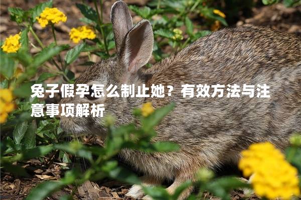 兔子假孕怎么制止她？有效方法与注意事项解析