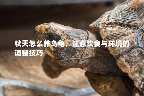 秋天怎么养乌龟，注意饮食与环境的调整技巧