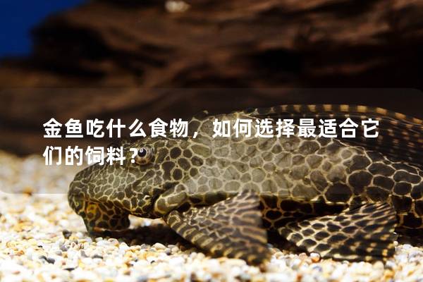 金鱼吃什么食物，如何选择最适合它们的饲料？