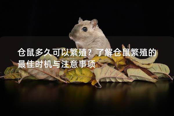 仓鼠多久可以繁殖？了解仓鼠繁殖的最佳时机与注意事项