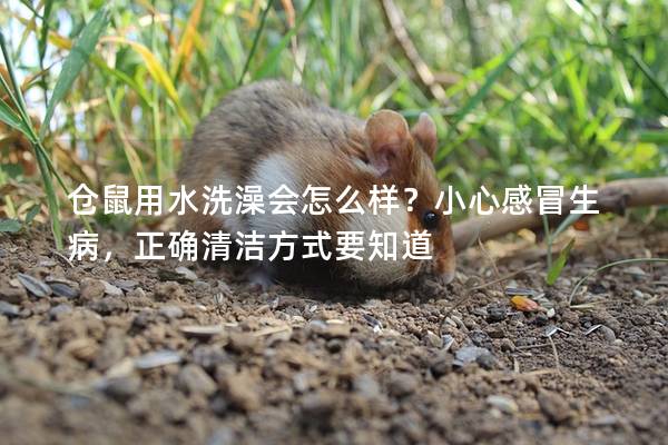 仓鼠用水洗澡会怎么样？小心感冒生病，正确清洁方式要知道