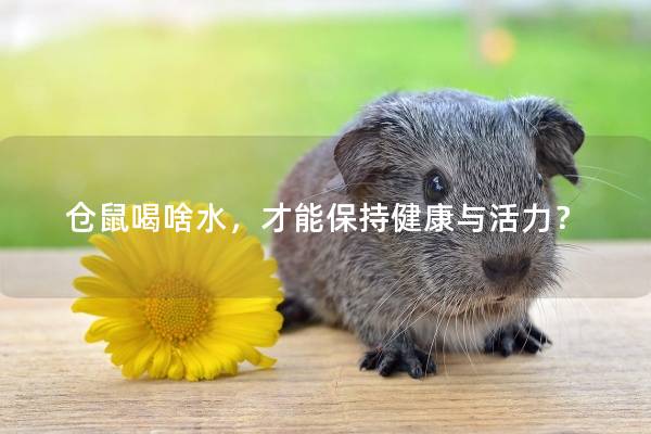 仓鼠喝啥水，才能保持健康与活力？