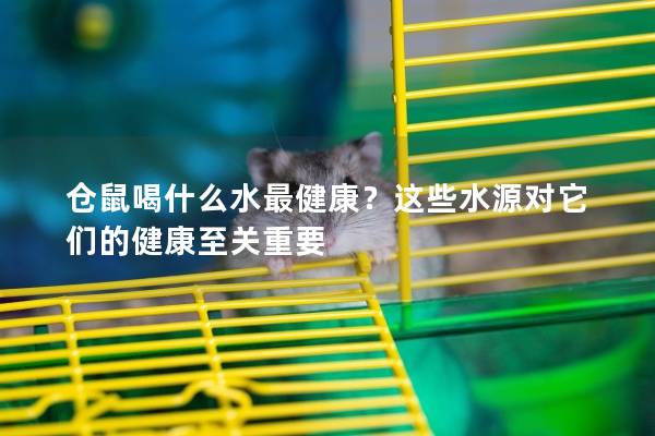 仓鼠喝什么水最健康？这些水源对它们的健康至关重要
