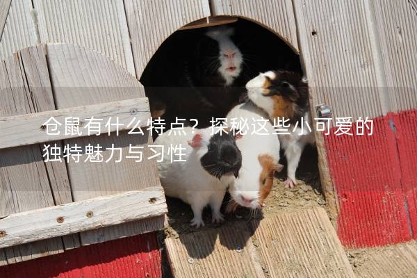 仓鼠有什么特点？探秘这些小可爱的独特魅力与习性