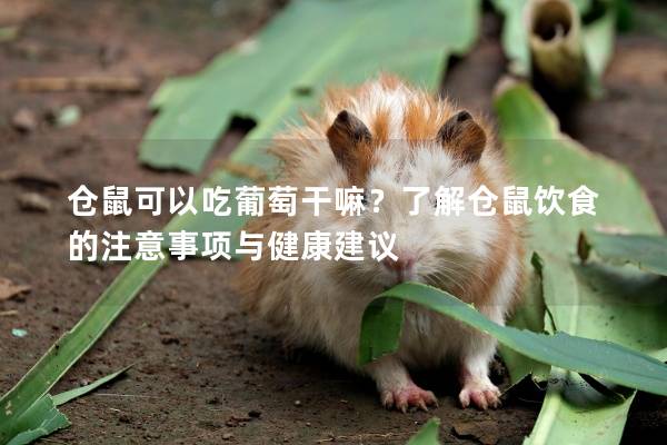 仓鼠可以吃葡萄干嘛？了解仓鼠饮食的注意事项与健康建议