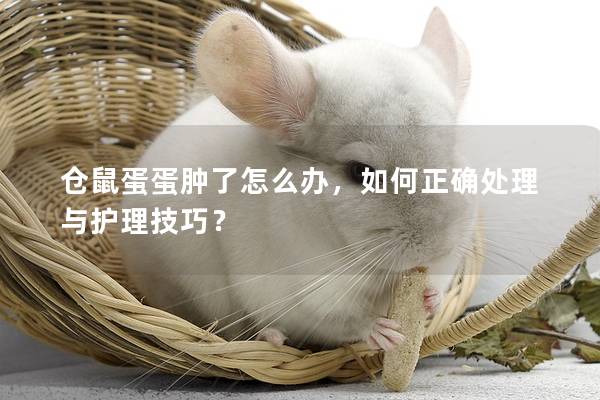 仓鼠蛋蛋肿了怎么办，如何正确处理与护理技巧？