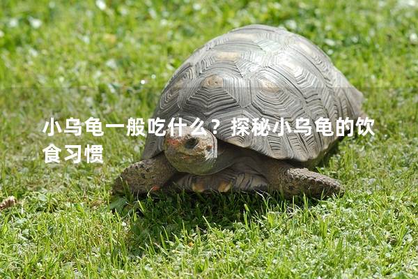 小乌龟一般吃什么？探秘小乌龟的饮食习惯