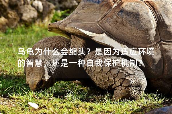 乌龟为什么会缩头？是因为适应环境的智慧，还是一种自我保护机制？