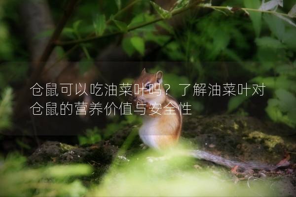 仓鼠可以吃油菜叶吗？了解油菜叶对仓鼠的营养价值与安全性