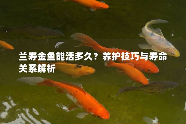 兰寿金鱼能活多久？养护技巧与寿命关系解析