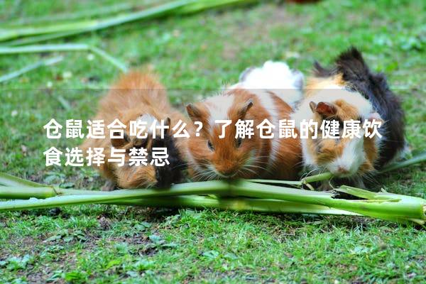 仓鼠适合吃什么？了解仓鼠的健康饮食选择与禁忌