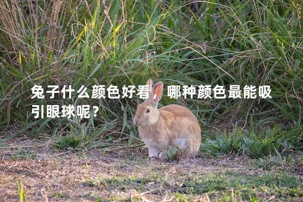 兔子什么颜色好看，哪种颜色最能吸引眼球呢？