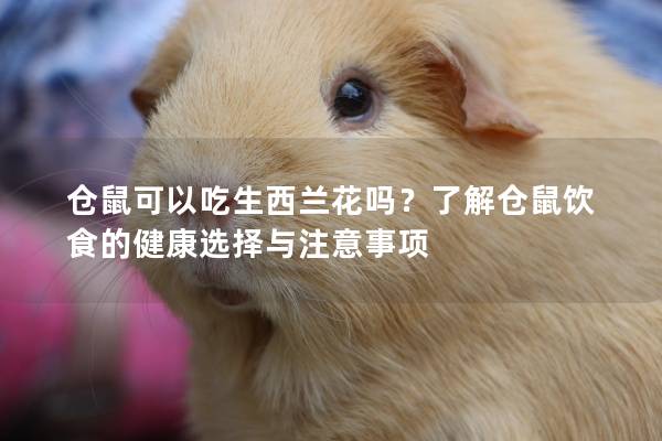 仓鼠可以吃生西兰花吗？了解仓鼠饮食的健康选择与注意事项