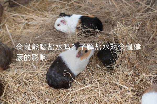 仓鼠能喝盐水吗？了解盐水对仓鼠健康的影响