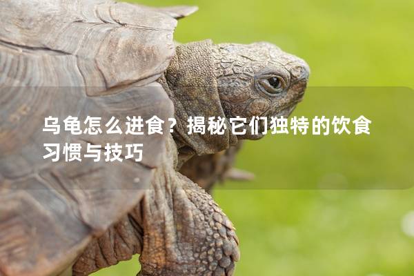 乌龟怎么进食？揭秘它们独特的饮食习惯与技巧