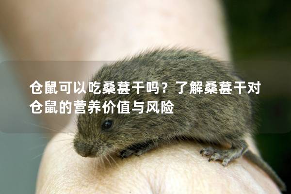 仓鼠可以吃桑葚干吗？了解桑葚干对仓鼠的营养价值与风险