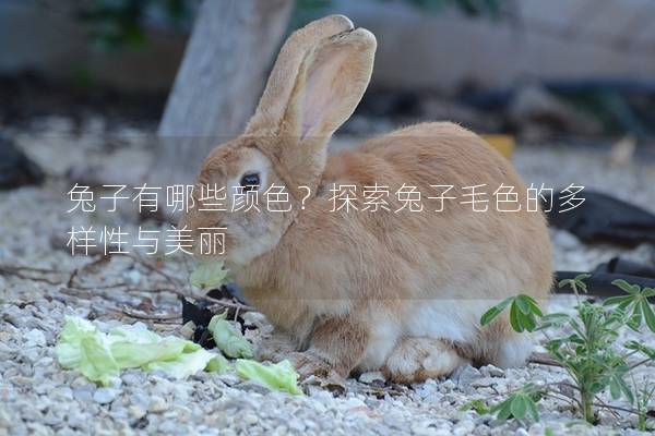 兔子有哪些颜色？探索兔子毛色的多样性与美丽
