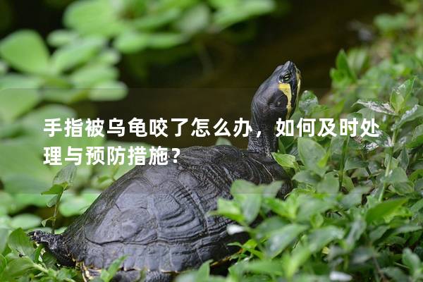 手指被乌龟咬了怎么办，如何及时处理与预防措施？