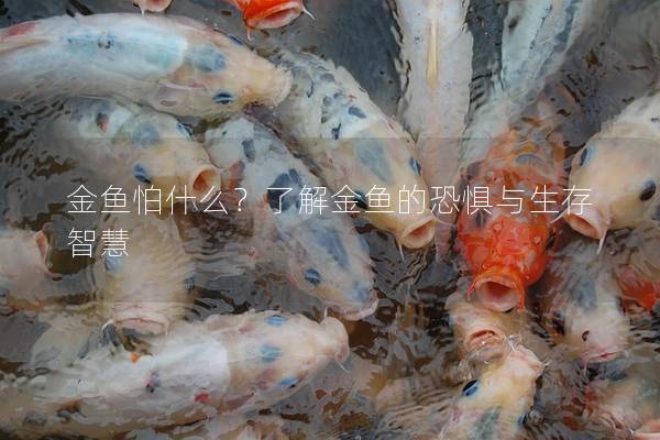 金鱼怕什么？了解金鱼的恐惧与生存智慧