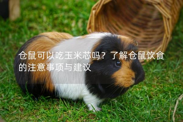 仓鼠可以吃玉米芯吗？了解仓鼠饮食的注意事项与建议