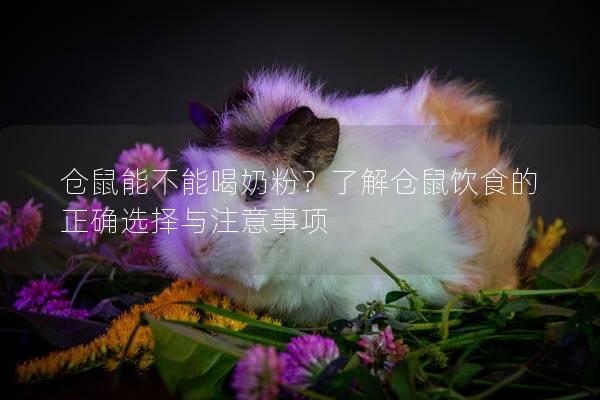 仓鼠能不能喝奶粉？了解仓鼠饮食的正确选择与注意事项
