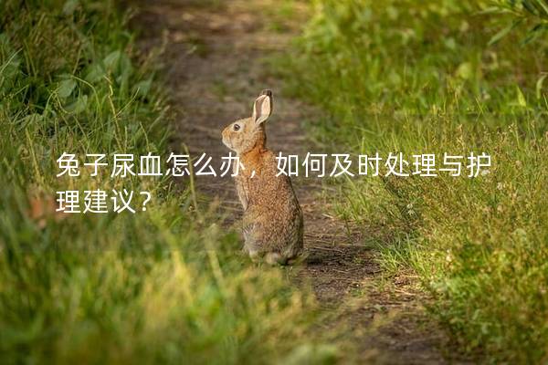 兔子尿血怎么办，如何及时处理与护理建议？