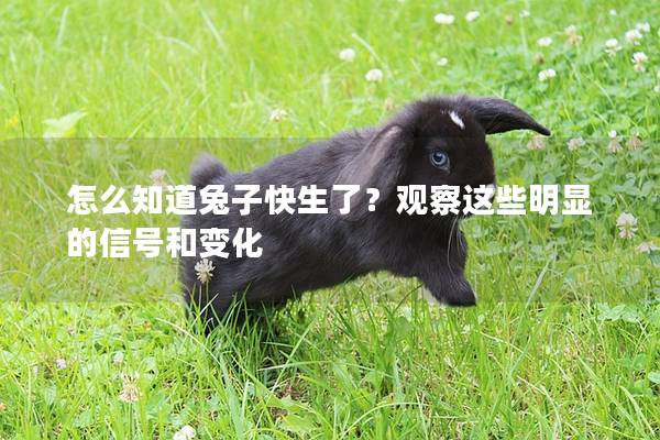 怎么知道兔子快生了？观察这些明显的信号和变化