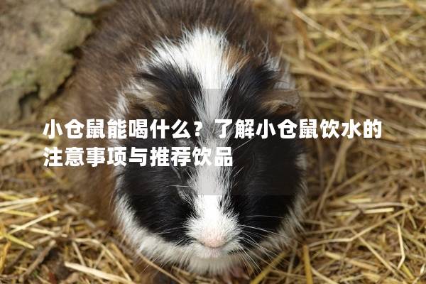 小仓鼠能喝什么？了解小仓鼠饮水的注意事项与推荐饮品