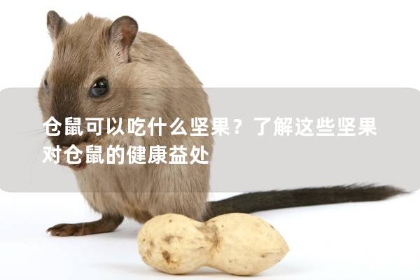 仓鼠可以吃什么坚果？了解这些坚果对仓鼠的健康益处