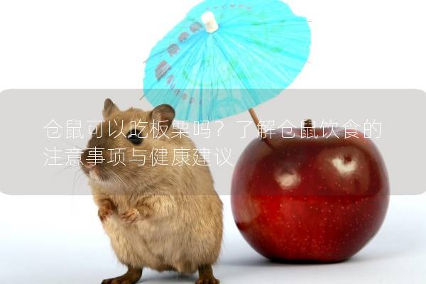 仓鼠可以吃板栗吗？了解仓鼠饮食的注意事项与健康建议