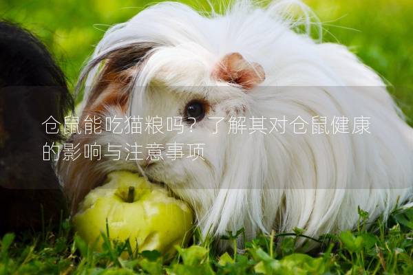 仓鼠能吃猫粮吗？了解其对仓鼠健康的影响与注意事项