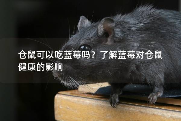仓鼠可以吃蓝莓吗？了解蓝莓对仓鼠健康的影响