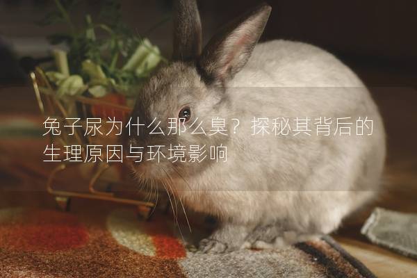 兔子尿为什么那么臭？探秘其背后的生理原因与环境影响