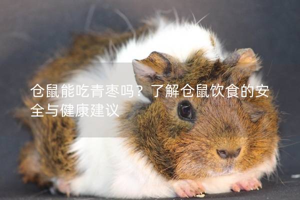 仓鼠能吃青枣吗？了解仓鼠饮食的安全与健康建议