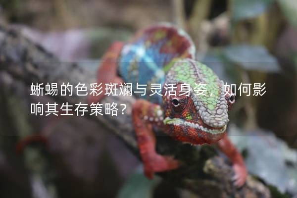 蜥蜴的色彩斑斓与灵活身姿，如何影响其生存策略？