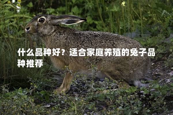 什么品种好？适合家庭养殖的兔子品种推荐