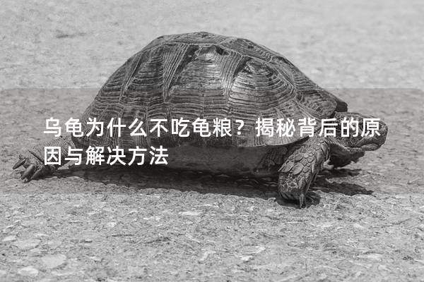乌龟为什么不吃龟粮？揭秘背后的原因与解决方法