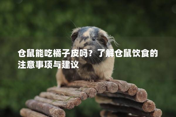 仓鼠能吃橘子皮吗？了解仓鼠饮食的注意事项与建议