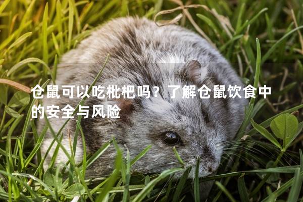 仓鼠可以吃枇杷吗？了解仓鼠饮食中的安全与风险