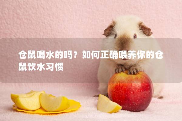 仓鼠喝水的吗？如何正确喂养你的仓鼠饮水习惯