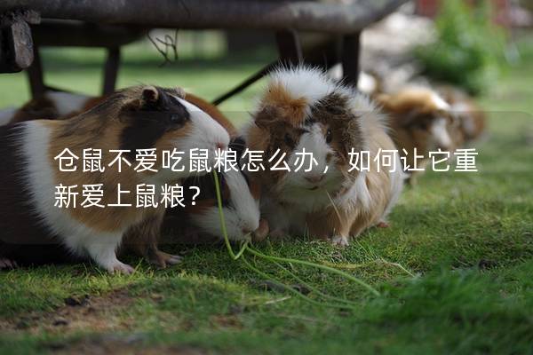 仓鼠不爱吃鼠粮怎么办，如何让它重新爱上鼠粮？