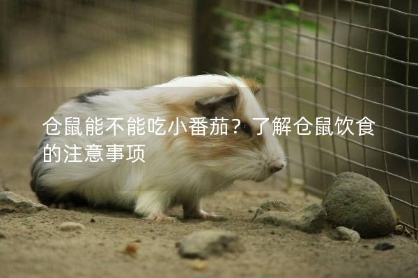 仓鼠能不能吃小番茄？了解仓鼠饮食的注意事项